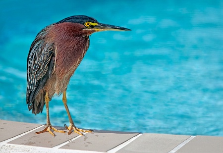 Little Green Heron Poolside