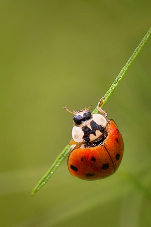 Hanging On