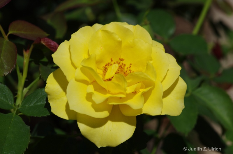 Yellow Rose - not Texas