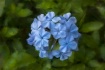 Melody In Blue