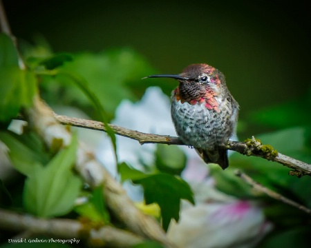 Male Hummingbird 01