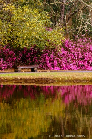 Spring Reflections