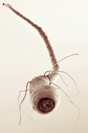 Dangerous Parsnip