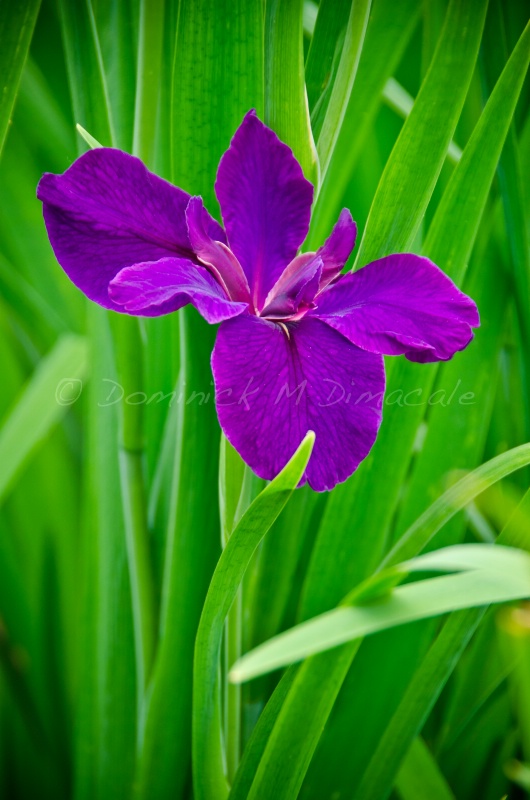 ~ ~ PURPLE IN GREEN ~ ~