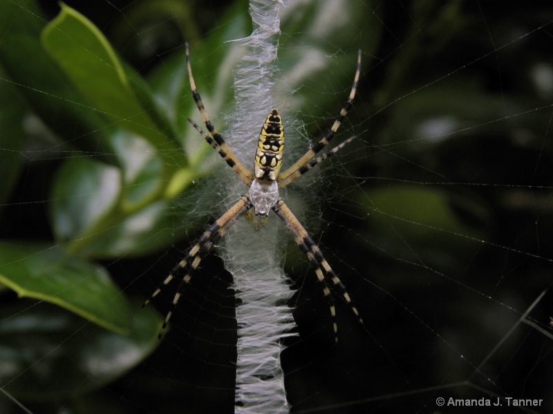 Writing Spider 