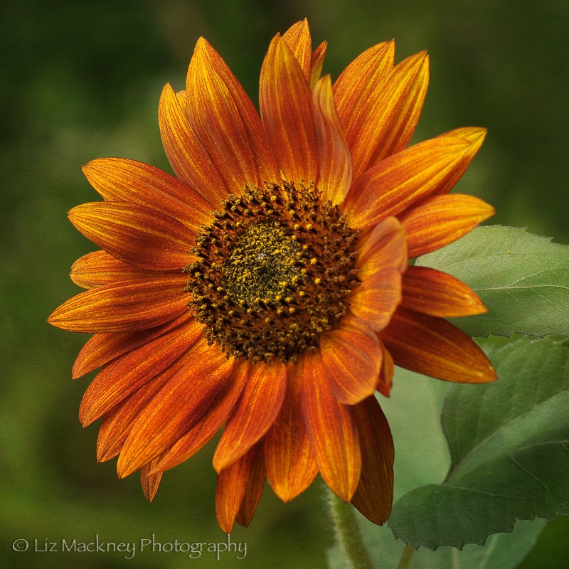 Autumn Colored Sunflower