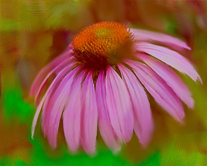 Splendid Cone Flower