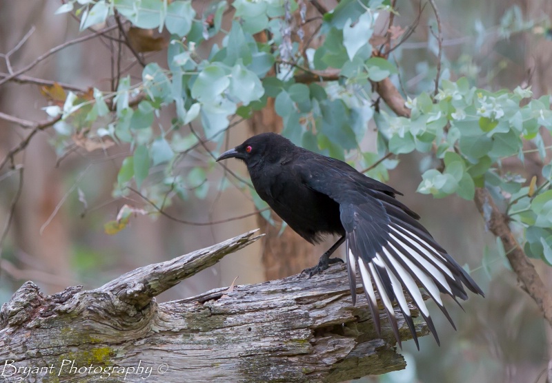 White-winged Chough ((Corcorax melanorhamphos)