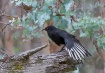 White-winged Chou...