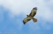 Litttle Eagle (Hi...