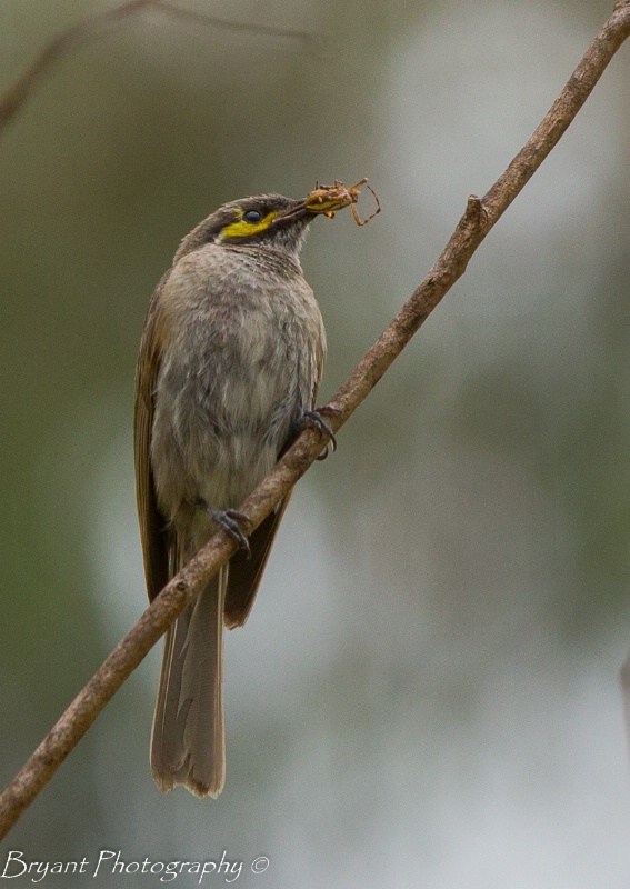 Yellow-faced Honeyeate (Lichenostomus chrysops)