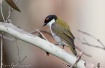 White-naped Honey...