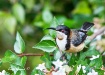 Eastern Spinebill...
