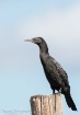 Little Black Corm...