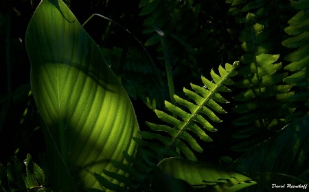 Palm and Fern