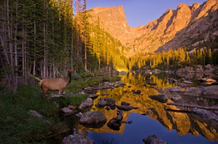 Dream Lake sunrise and Elk