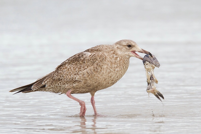 Herring Gull