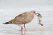 Herring Gull