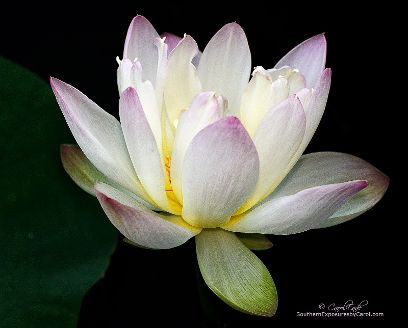 McKee's Lotus - ID: 14091348 © Carol Eade