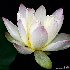 2McKee's Lotus - ID: 14091348 © Carol Eade