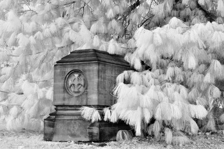 Brownstone Sarcophagus and Pine Tree