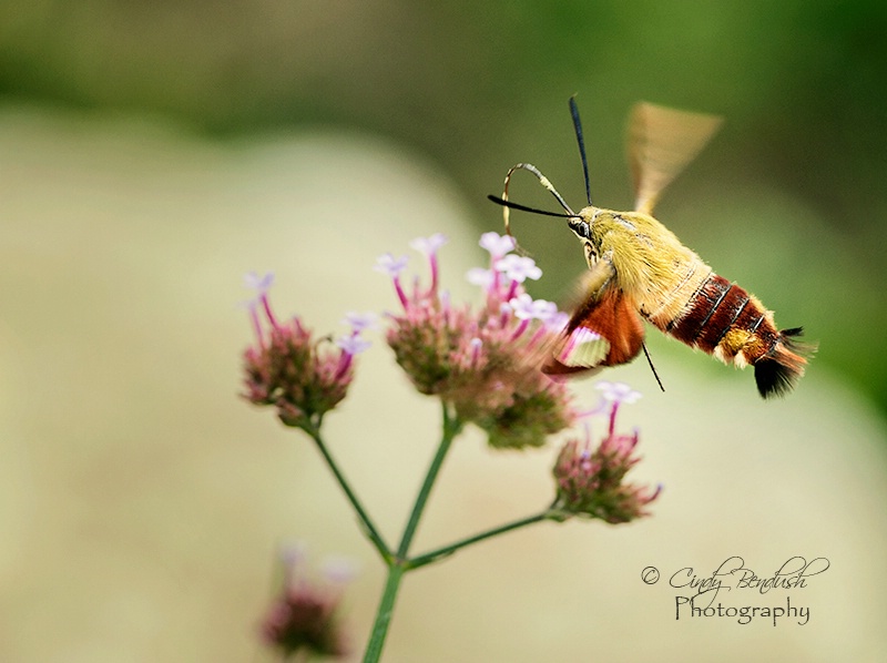 Dinner on the Fly