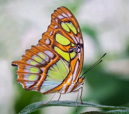 Malachite Butterfly (Siproeta stelenes)