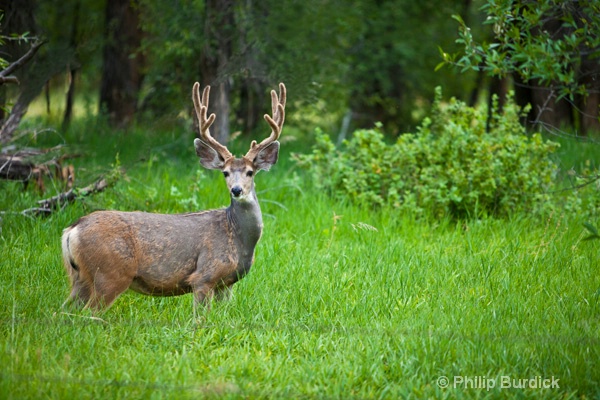 woodland buck - ID: 14092611 © Phil Burdick