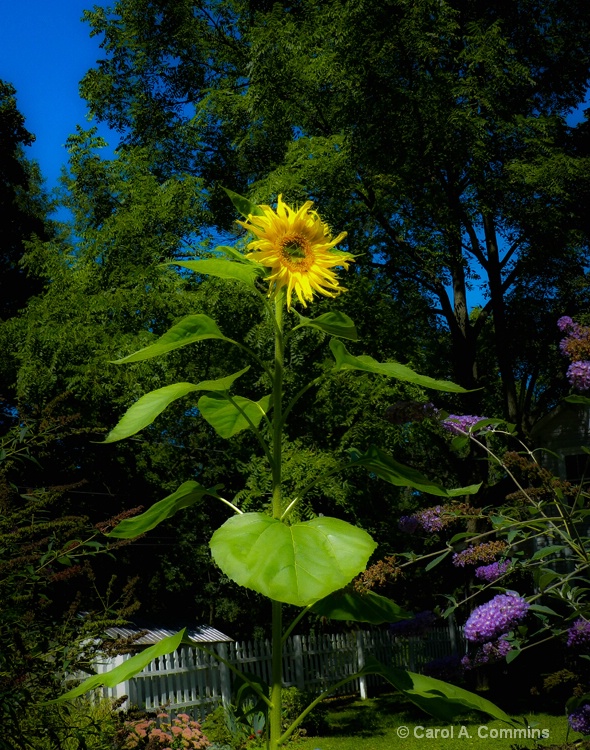 Last Sunflower of Summer