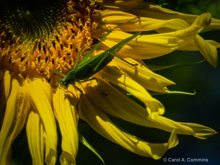 Sunflower and the Grasshopper