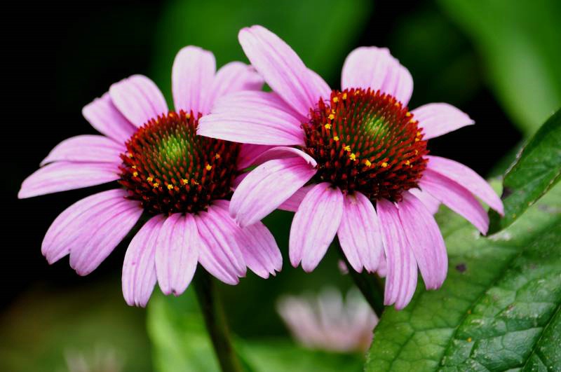  Cone flowers 