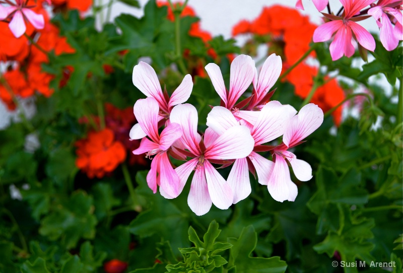 Garden Detail--Pertisau, Austria - ID: 14094360 © Susanne M. Arendt