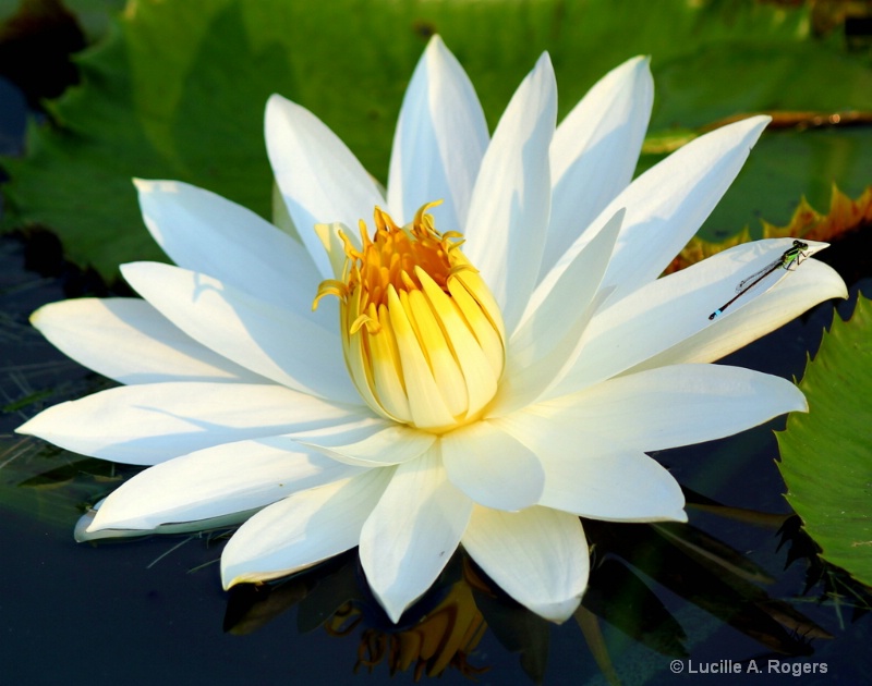 White Knight Water Lily
