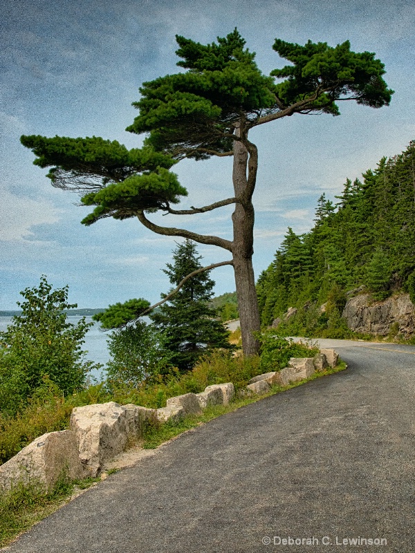 Sargent Drive - Mt. Desert Island, ME