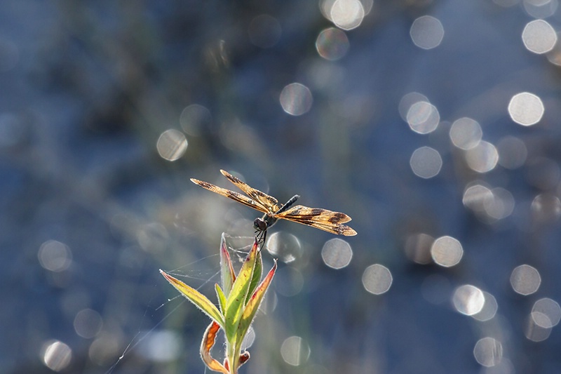 Dainty Dragon