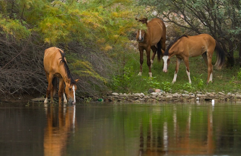 Wild Along the River