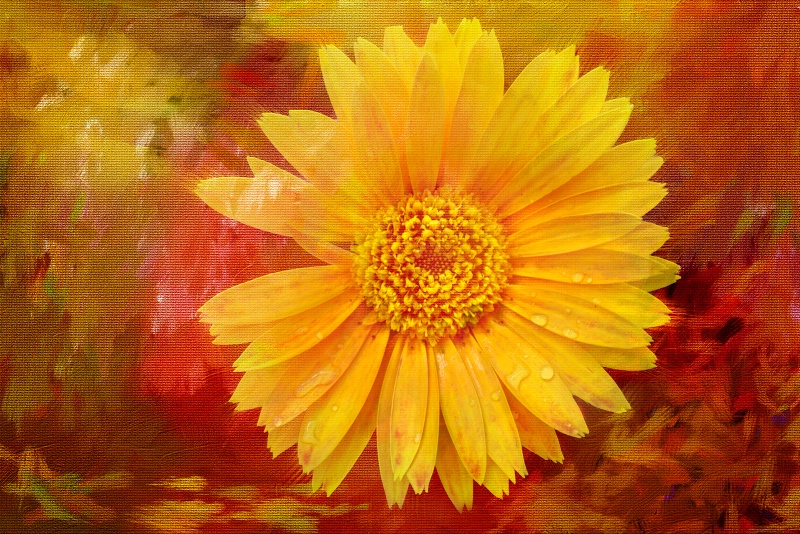 Painting of a Yellow Daisy