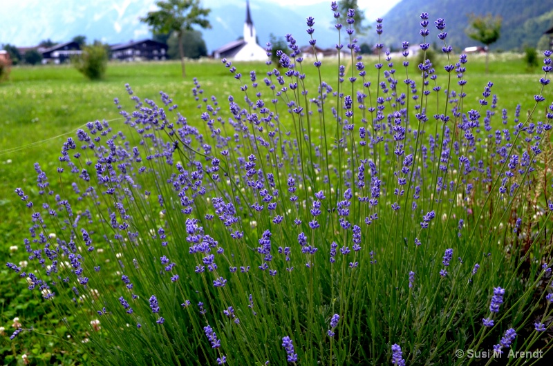 Lavender, Church and Mountains--Austria - ID: 14097200 © Susanne M. Arendt