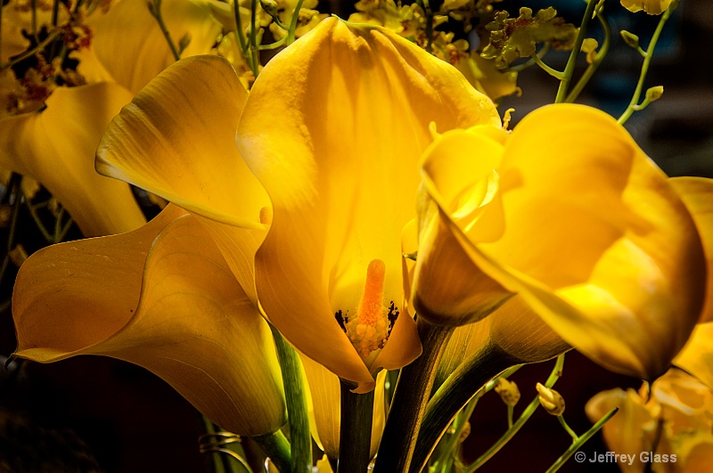 Yellow Calla Lilies