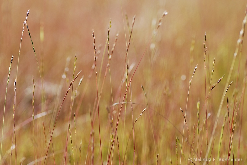 Autumn Breeze