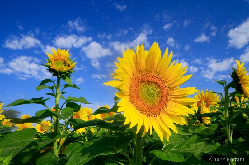 Sweet Sunflowers