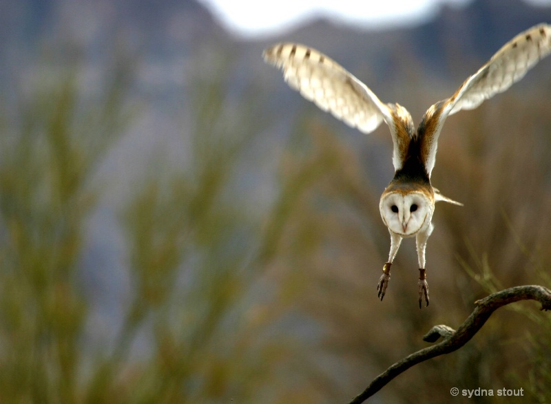 barn owl landing 