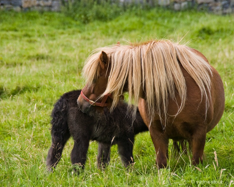 irish mare and colt