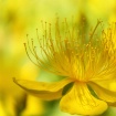 Simply Yellow