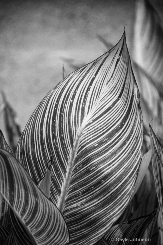 Canna Leaves