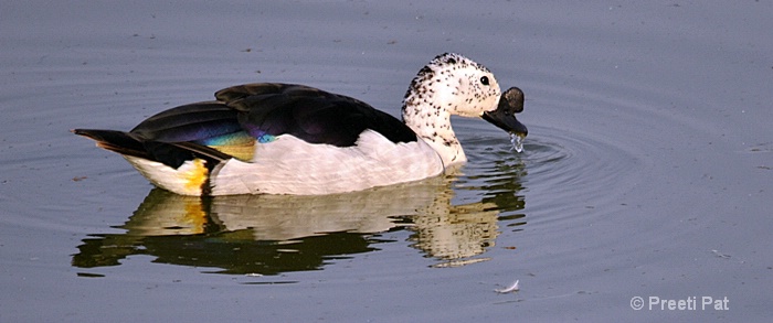 comb duck
