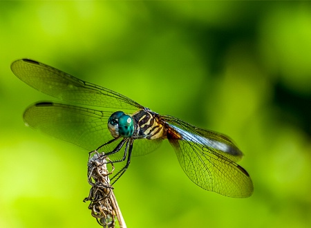 Perched for Flight