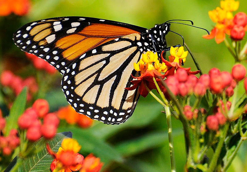 Monarch Beauty