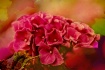 Hydrangeas
