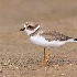 © Leslie J. Morris PhotoID # 14103214: Semipalmated Plover